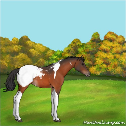 Horse Color:Bay Tobiano Snowcap