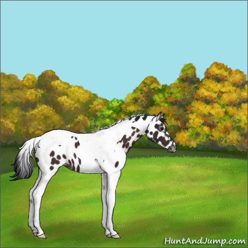 Horse Color:Gray Brown Tobiano Appaloosa 