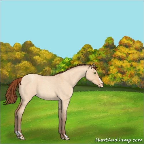 Horse Color:Amber Champagne Roan Dun Sabino Varnish 