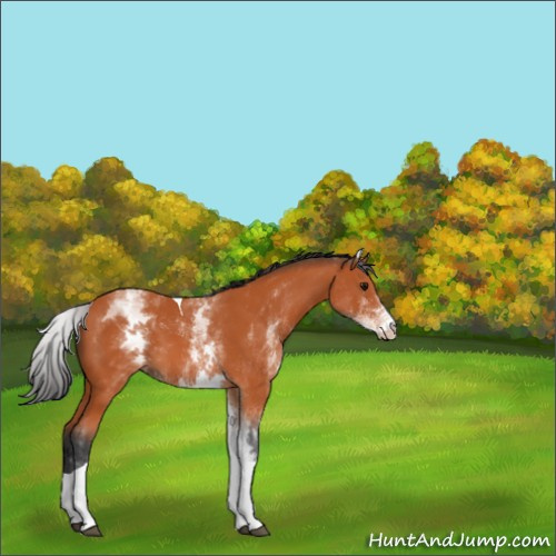 Horse Color:White Spotted Bay Tobiano