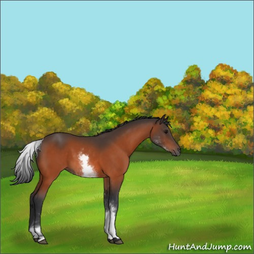 Horse Color:White Spotted Bay