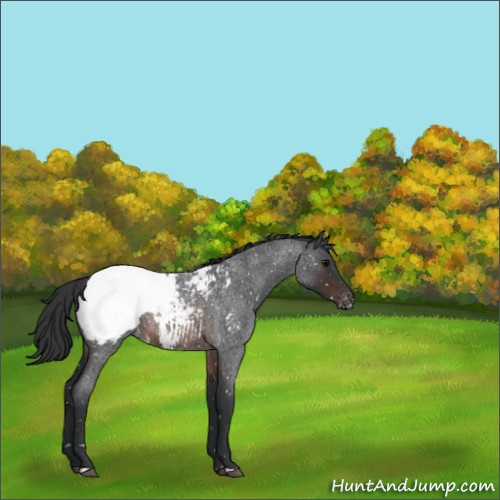 Horse Color:Brown Roan Appaloosa Rabicano 