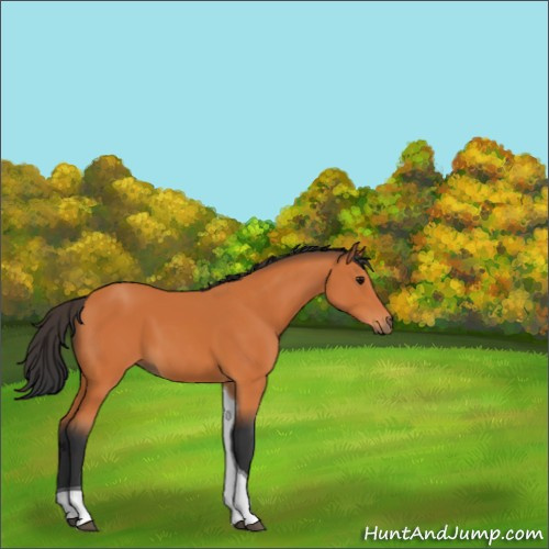 Horse Color:Bay Tobiano 