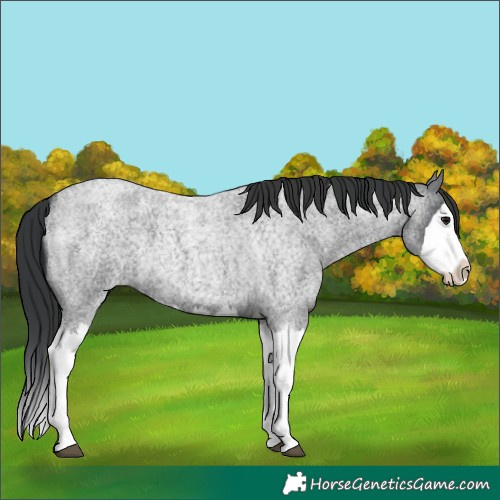 Horse Color:Blue Roan Splash