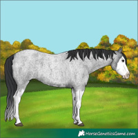 Horse Color:Blue Roan Splash 