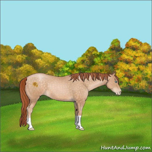 Horse Color:Buckskin Pearl 