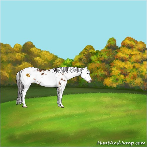 Horse Color:Buckskin Sabino Appaloosa 