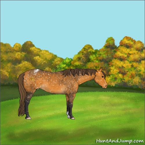 Horse Color:Buckskin Appaloosa 