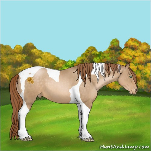 Horse Color:Smoky Black Pearl Tobiano Appaloosa 