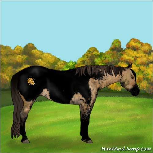 Horse Color:Void White Spotted Buckskin Dun Appaloosa 
