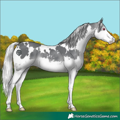 Horse Color:White Spotted Silver Black Chinchilla Splash 