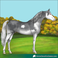 Horse Color:Silver Black Chinchilla Splash 