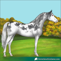 Horse Color:White Spotted Silver Black Chinchilla Splash 