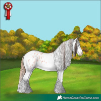 Horse Color:Bay Dun Splash Tobiano Appaloosa 