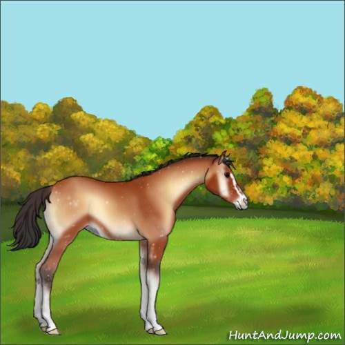 Horse Color:Bay Onyx Sabino 