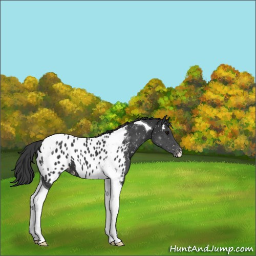 Horse Color:Black Tobiano Appaloosa 