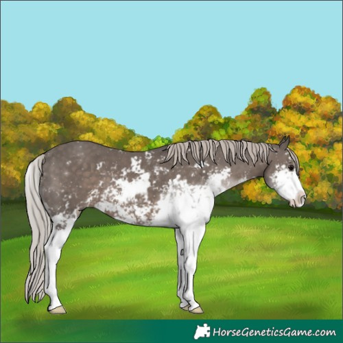 Horse Color:Silver Black Sabino 
