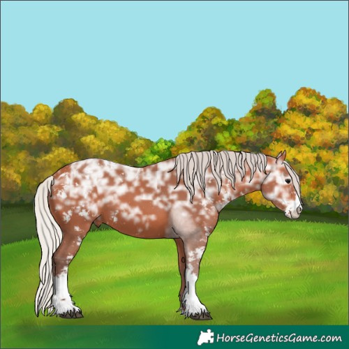 Horse Color:Silver Bay Ice Sabino 