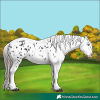 Horse Color:White Spotted Black Splash Tobiano Frame Appaloosa 