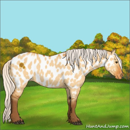 Horse Color:Silver Buckskin Dun Appaloosa 