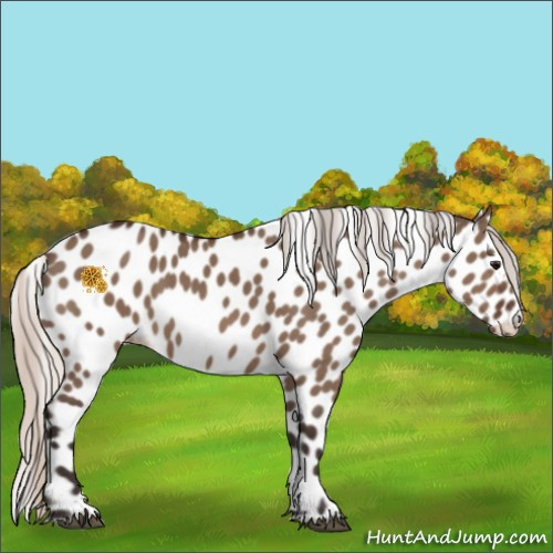 Horse Color:Silver Brown Dun Appaloosa 