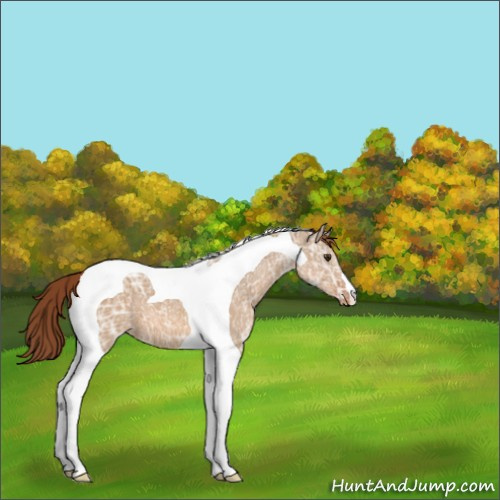 Horse Color:Red Dun Ice Tobiano Appaloosa 