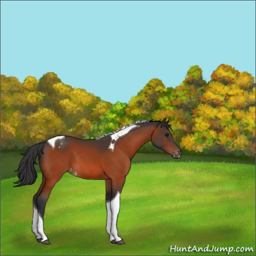 Horse Color:Brown Tobiano Appaloosa 