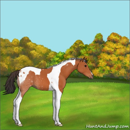 Horse Color:Bay Tobiano 