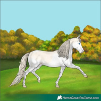 Horse Color:Perlino Splash Tobiano 