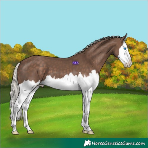 Horse Color:Silver Black Splash 
