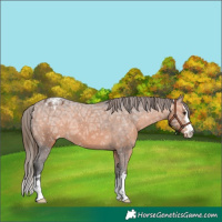 Horse Color:Bay Ice Appaloosa 