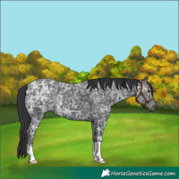 Horse Color:Black Ice