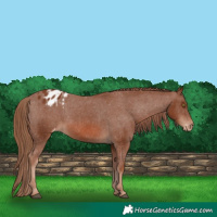 Horse Color:Chestnut Varnish 