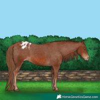 Horse Color:Chestnut Appaloosa 