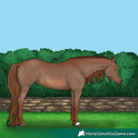 Horse Color:Chestnut 