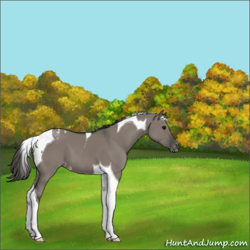 Horse Color:Grullo Tobiano Appaloosa 