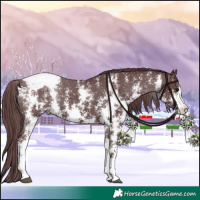 Horse Color:Chocolate Black Sabino Appaloosa Rabicano