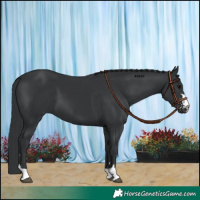 Horse Color:Black 