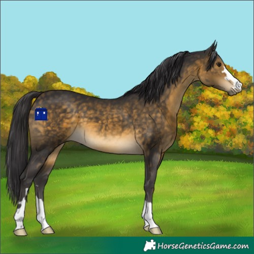 Horse Color:Buckskin 