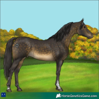 Horse Color:Buckskin Sabino Rabicano 