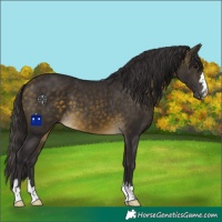 Horse Color:Buckskin 