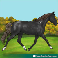 Horse Color:Liver Chestnut 