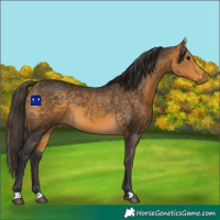 Horse Color:Buckskin 
