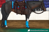 Horse Color:Brown Tobiano 
