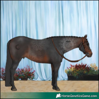 Horse Color:Brown 