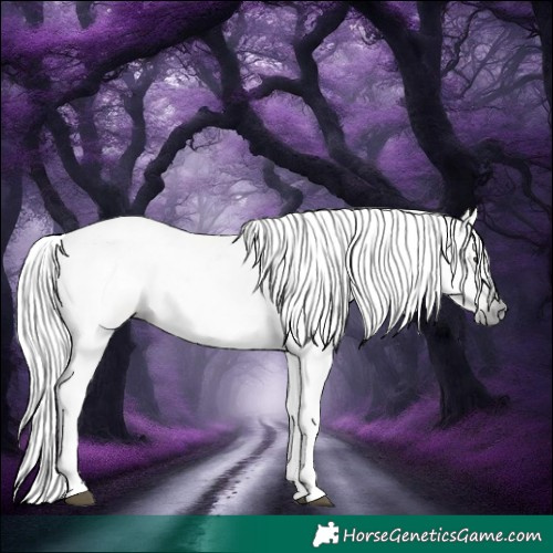Horse Color:Gray Silver Grullo 