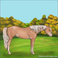 Horse Color:Gold Champagne 