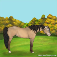 Horse Color:Gray Amber Champagne Dun 