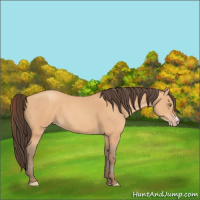 Horse Color:Amber Champagne 
