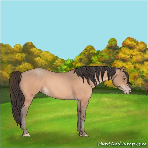 Horse Color:Amber Champagne